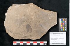 Foto (Objekt + Etikett) von Neuropteris auriculata Brongniart (NHMW-GEO-2024-0188-10670)